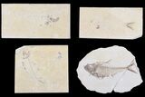 Lot: Cheap to Green River Fossil Fish - Pieces #81219-1